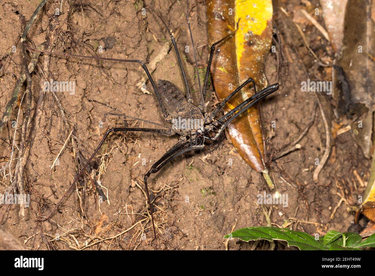 Scorpione di frusta senza coda aka ragno di frusta, Heterophrynus sp.,  foresta pluviale amazzonica, fiume Napo, Yasuni, Parco Nazionale di Yasuni,  Ecuador Foto stock - Alamy