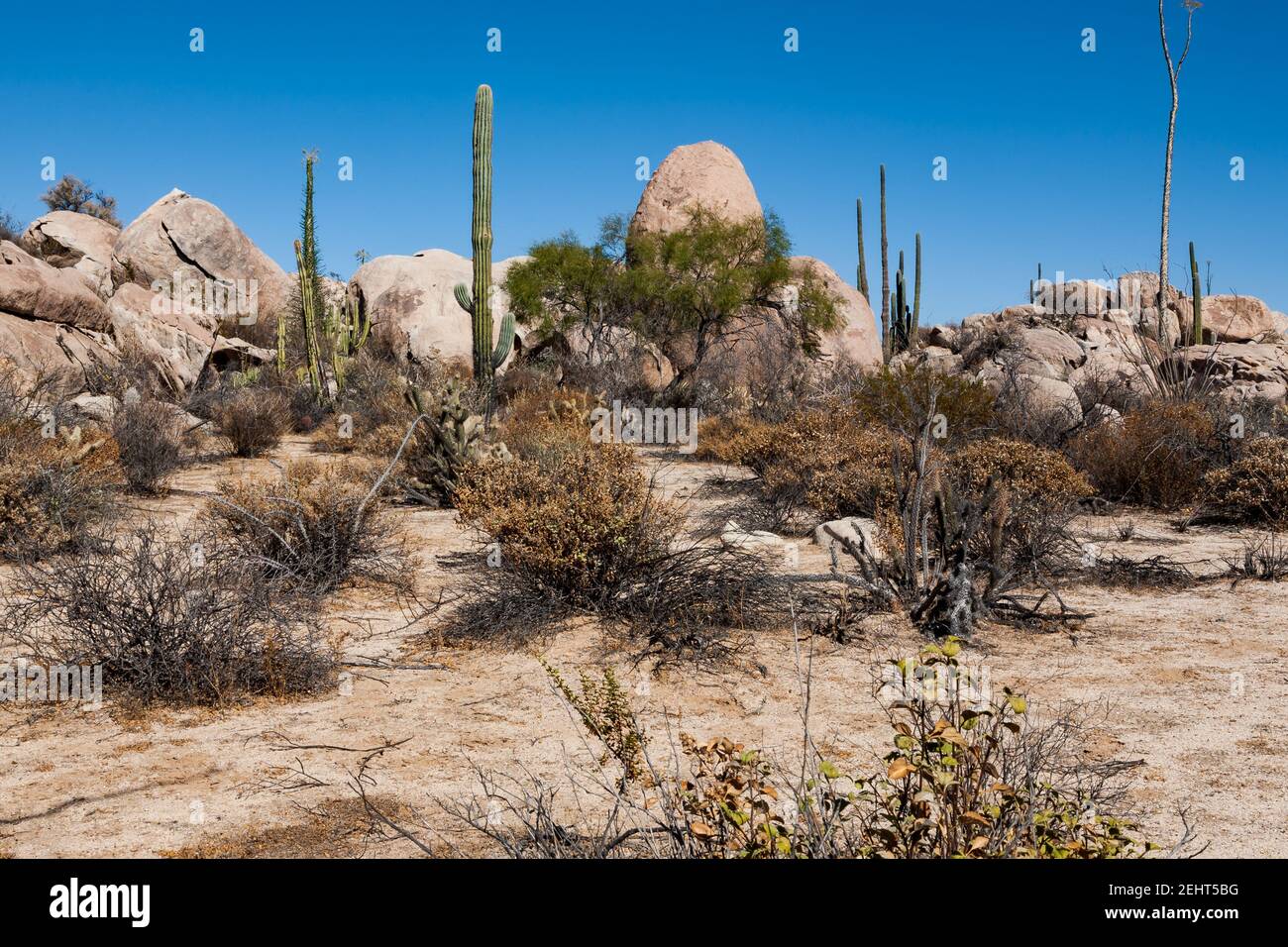 Cardon o cactus elefante Pachycereus pringlei vicino ad una roccia in Baja California, Messico Foto Stock
