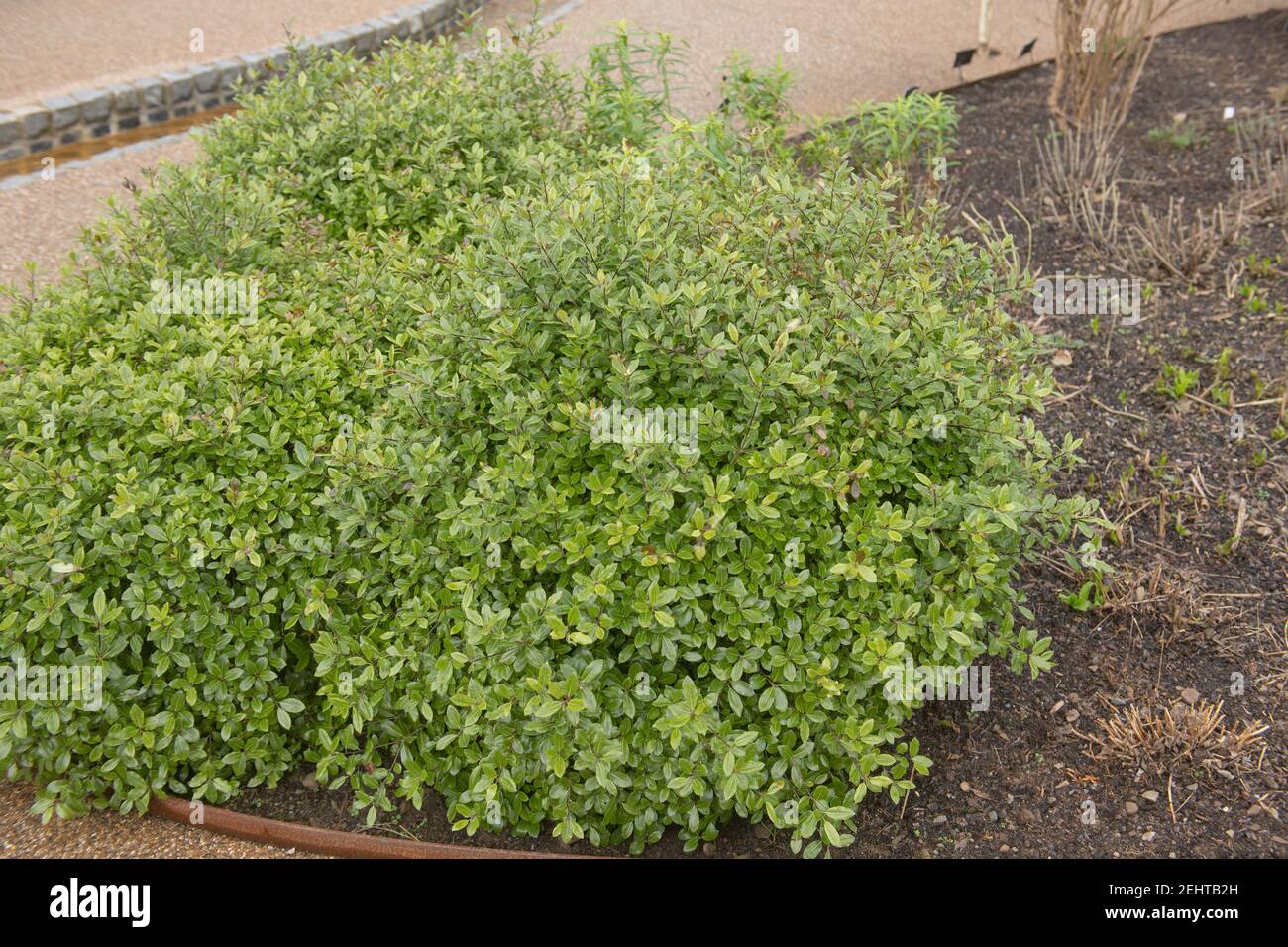 Lussureggiante verde Inverno Foliage su un arbusto di Pittosporum (Pittosporum tenuifolium 'Golf Ball') che cresce in un giardino d'acqua in Devon Rurale, Inghilterra, Regno Unito Foto Stock