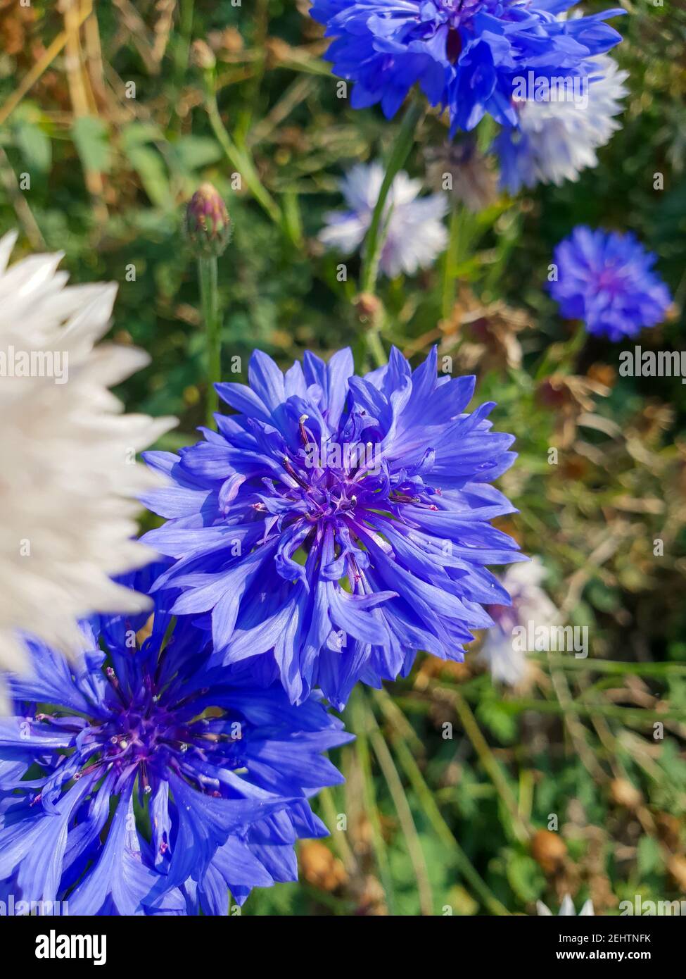Un primo piano di un fiore Foto alta Foto Stock