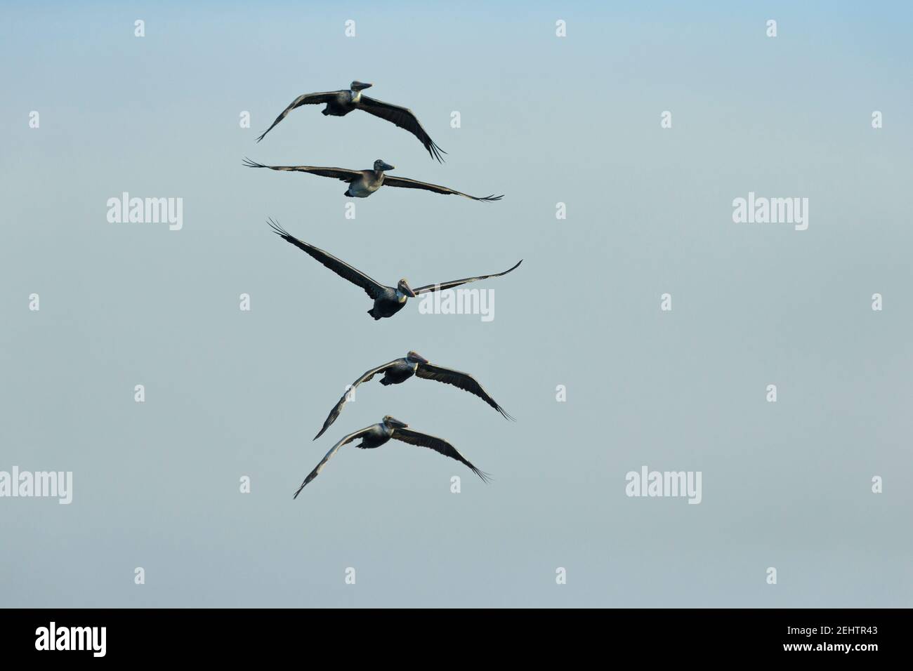 Pellicano marrone Pelecanus occidentalis, in volo, Pillar Point Harbour, California, USA, Ottobre Foto Stock