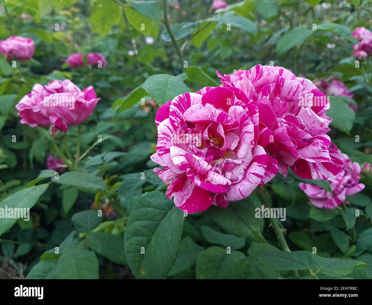 Un primo piano di una rosa di fiori rosa Foto Stock