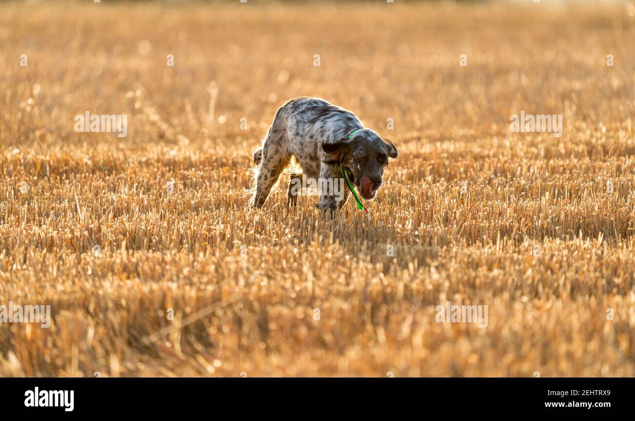 Puntatore cane pedigree che corre su campo di grano coltivato con lingua fuori Foto Stock