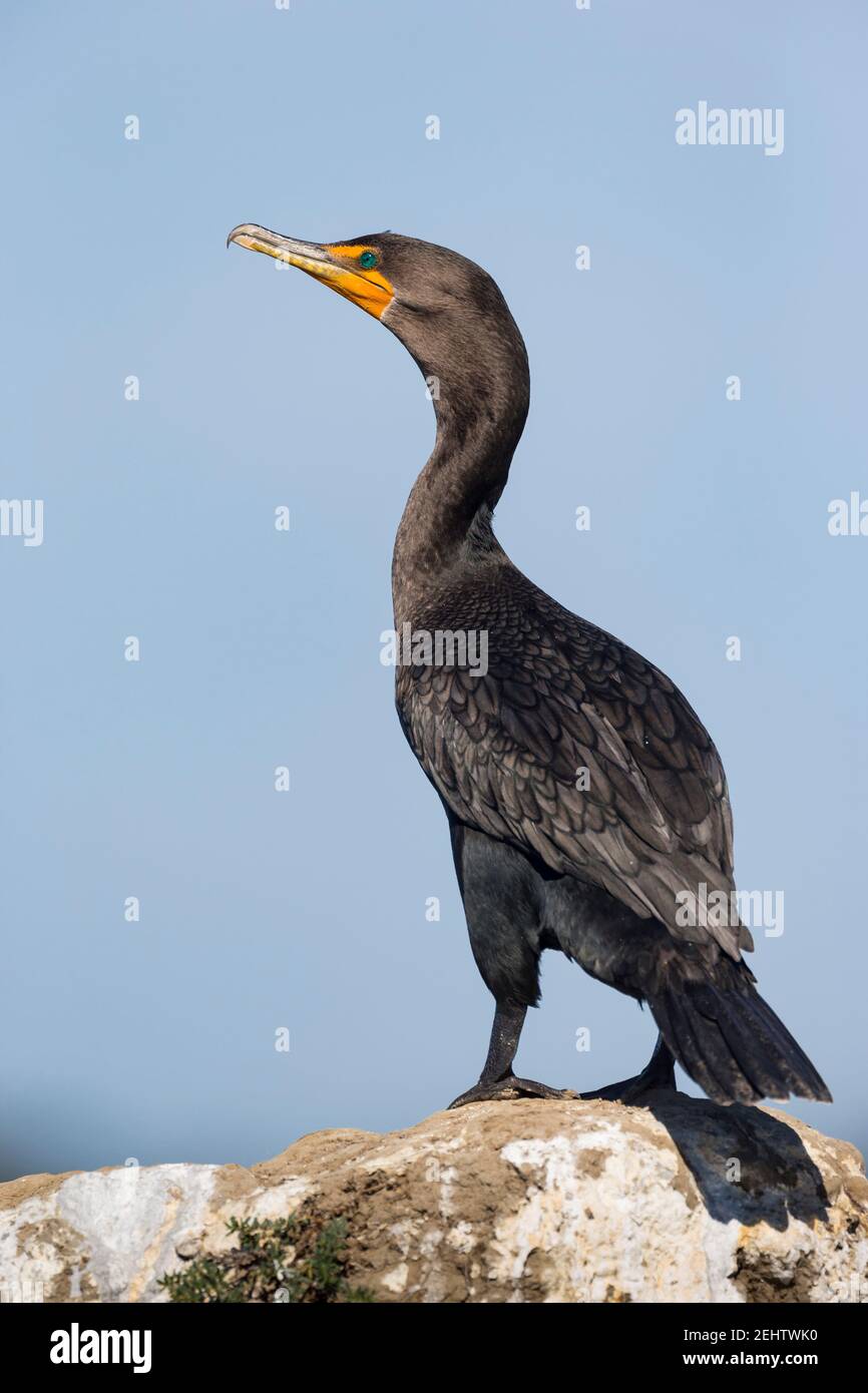 Cormorano doppio-crestato Phalacrocorax auritus, arroccato su rocce, Elkhorn Slough, California, USA, Ottobre Foto Stock