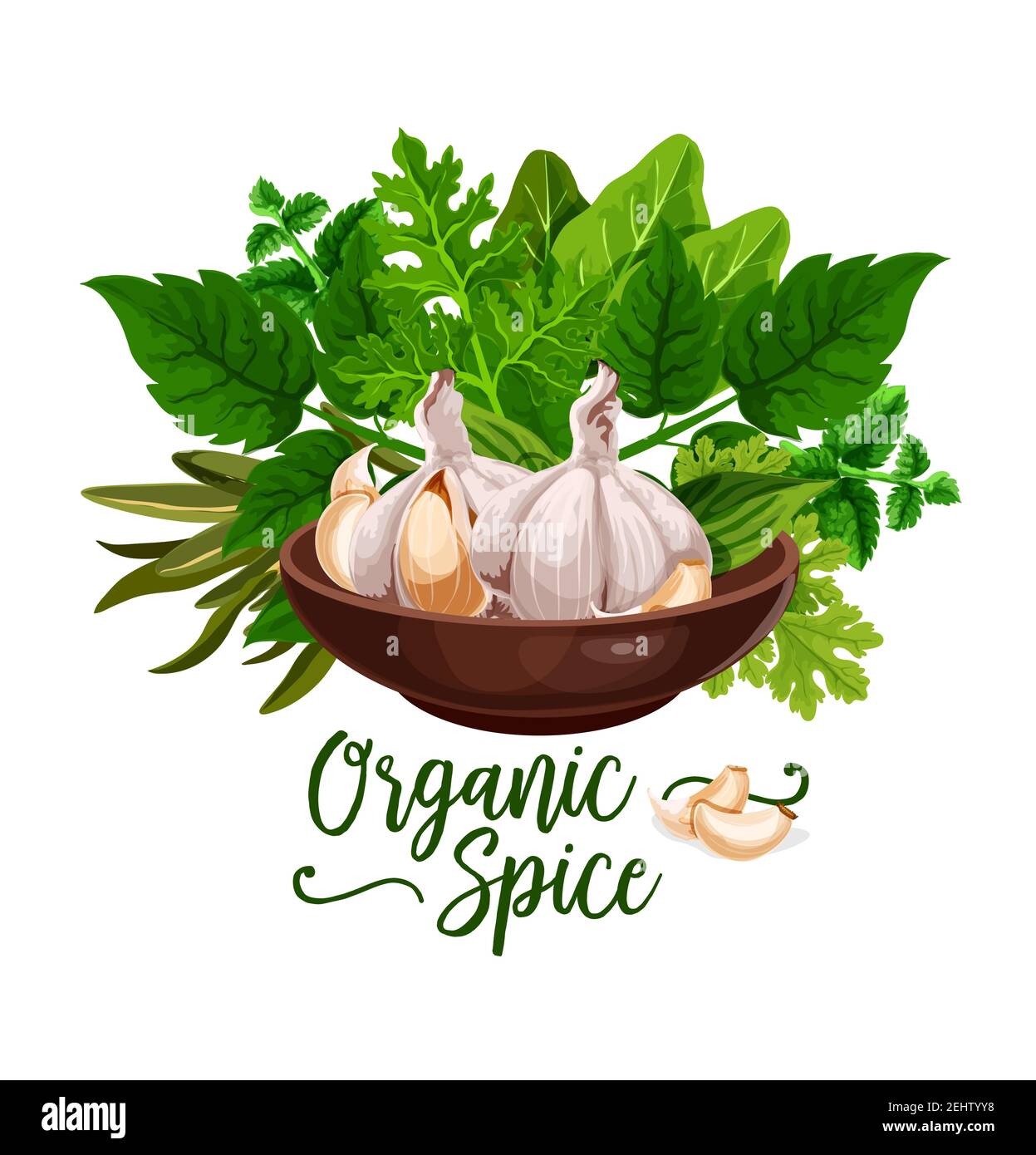 Spezie biologiche poster di erbe da cucina e ingredienti a base di erbe. Disegno vettoriale di aglio, sedano o prezzemolo e aneto, spinaci o salvia o dragoncello e ba Illustrazione Vettoriale