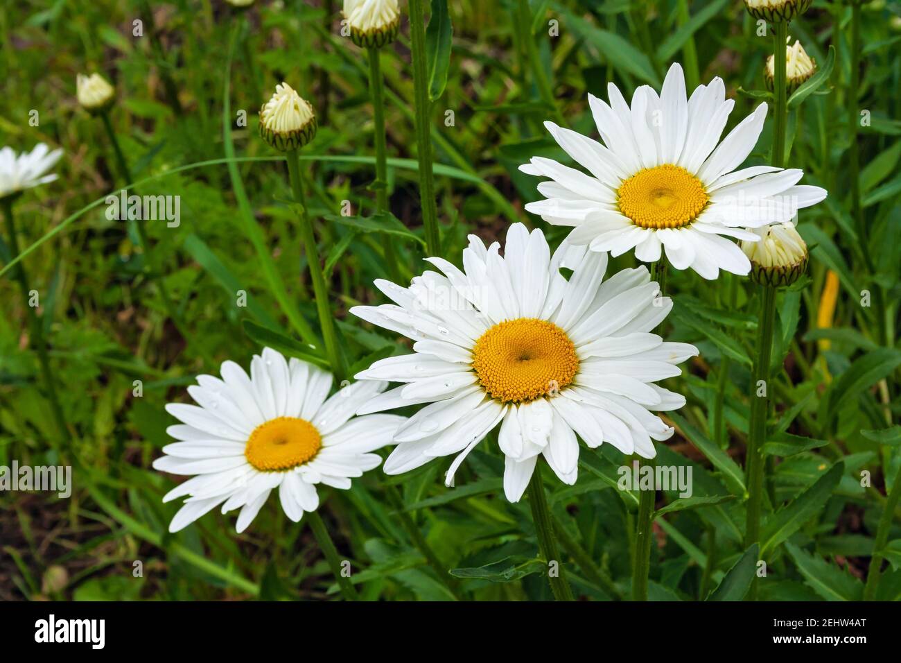 Bianco fiore giardino Daisy, nivyanik Foto Stock