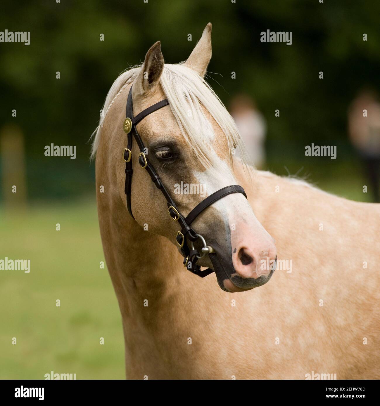Palomino cavallo Foto Stock