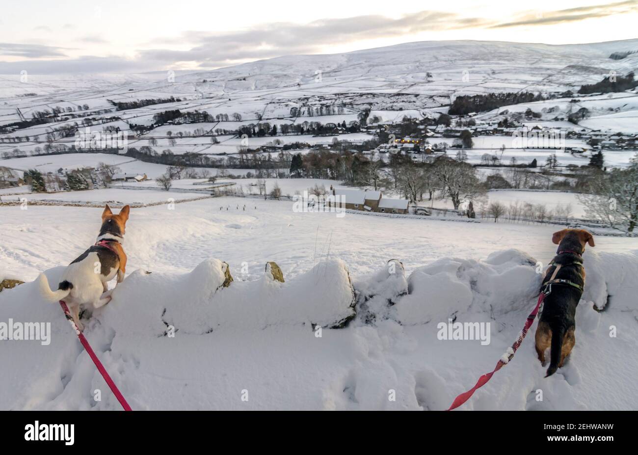 Due piccoli cani si trovano su un muro di pietra a secco e si trovano di fronte al paesaggio innevato (North Pennines, Weardale, County Durham) Foto Stock