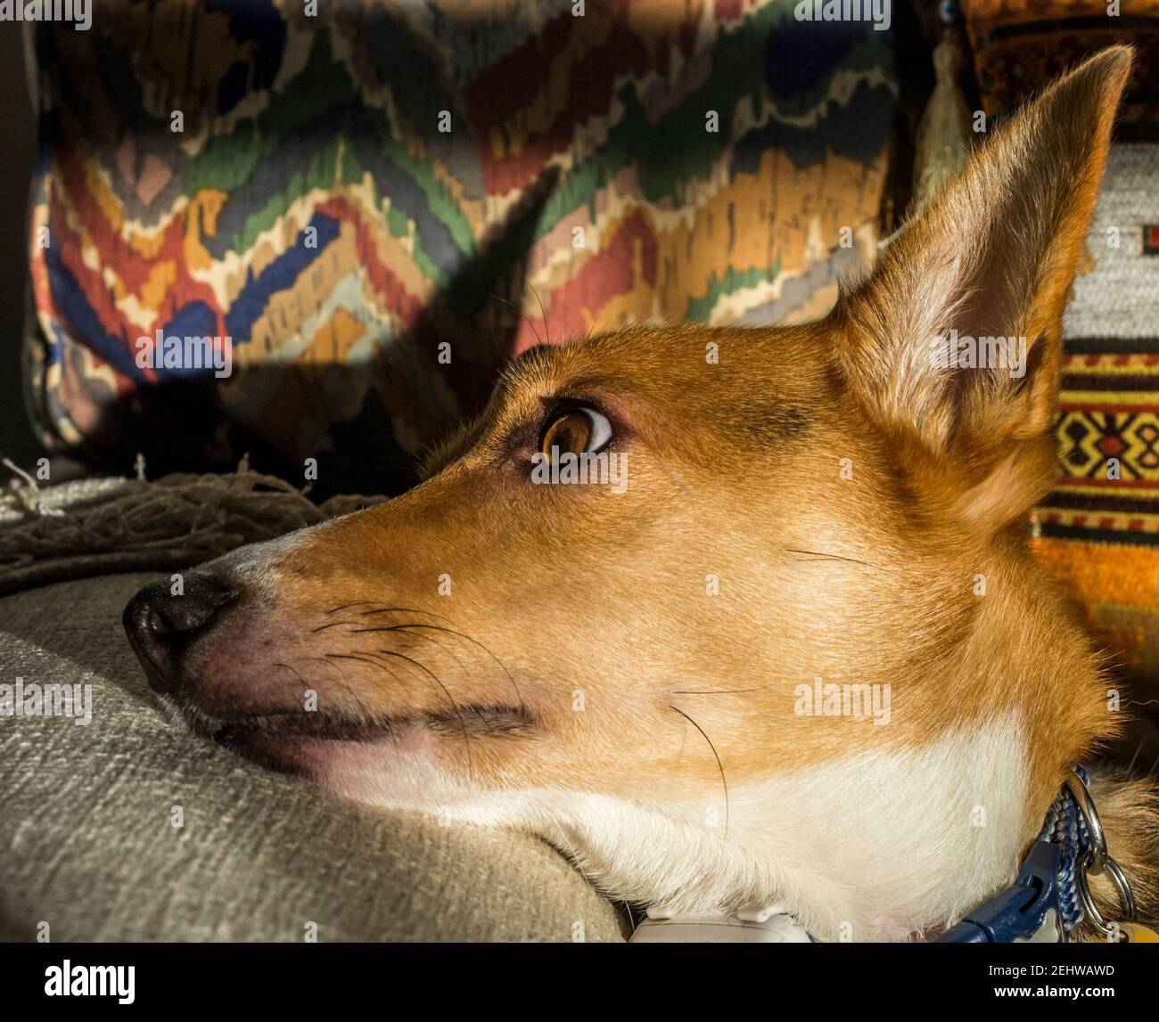 Un cane di tipo Jack Russell con grandi lounges di orecchie sopra il divano Foto Stock