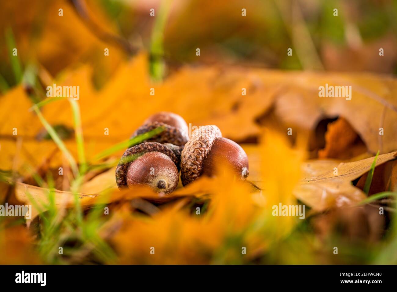 ghiande sulla terra di autunno Foto Stock