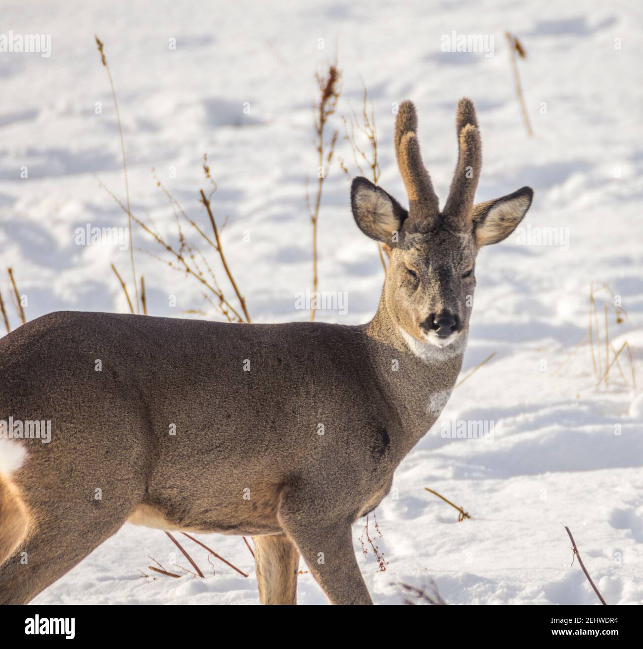 Capriolo adulto (capreolo capreolo) con velluto sui suoi antlers, si trova in un campo nevoso e lampeggia comicamente. Foto Stock