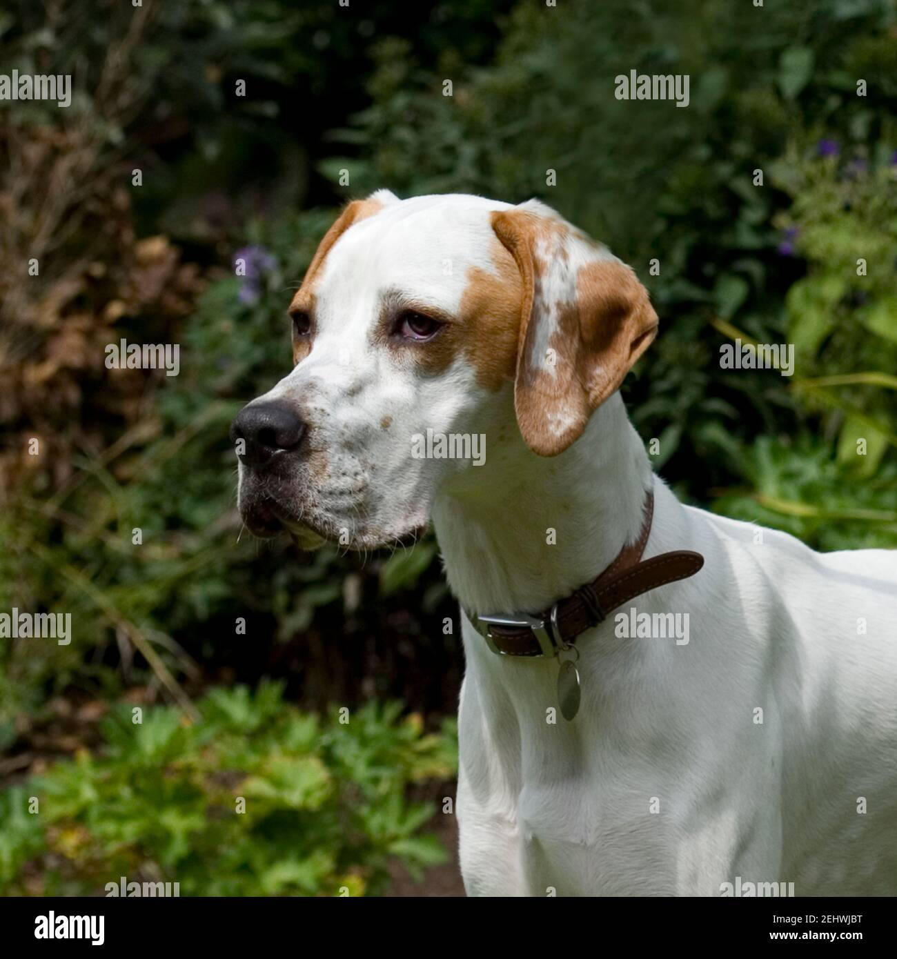 Cane ed elegante collare per cani immagini e fotografie stock ad alta  risoluzione - Alamy