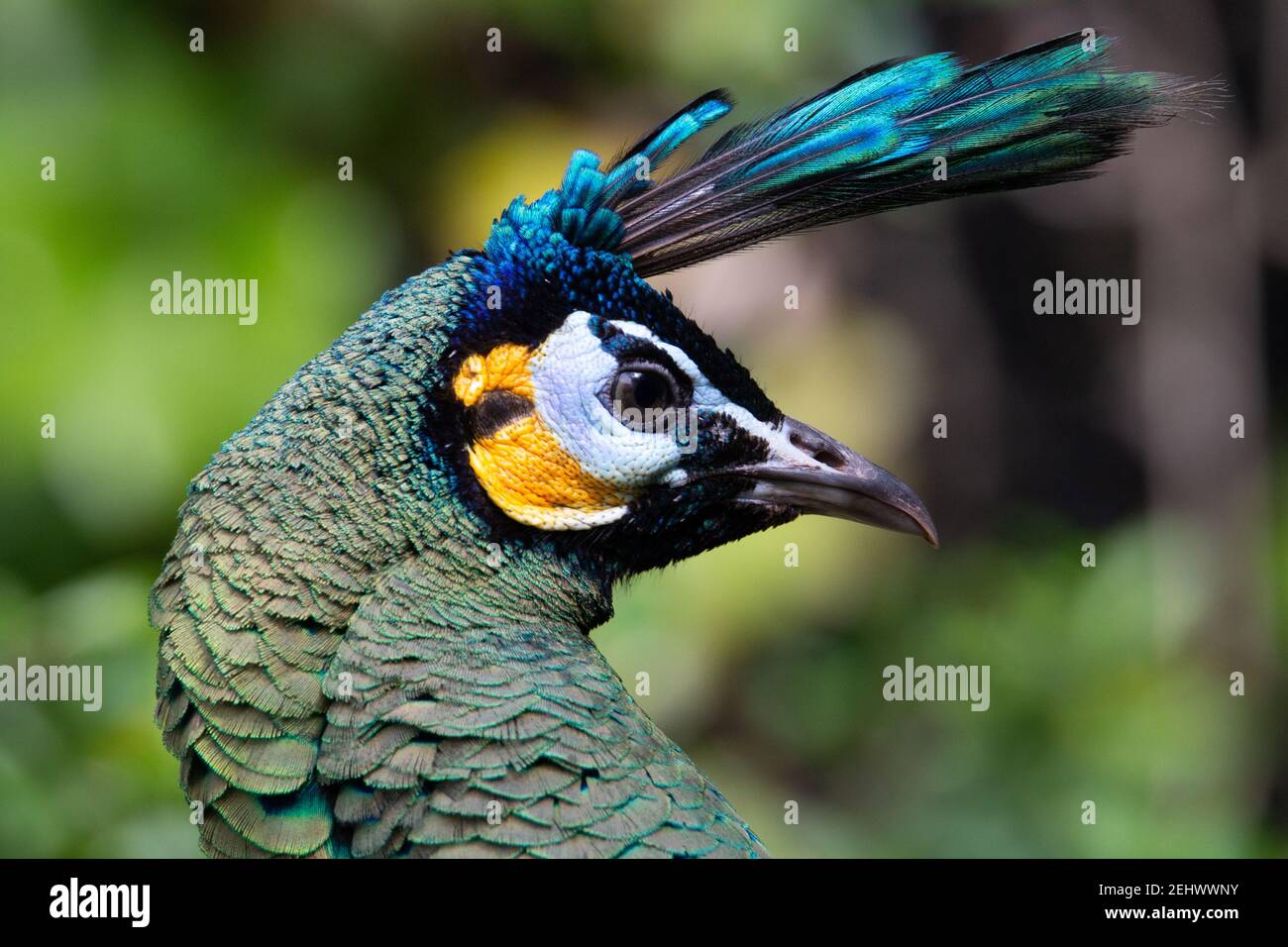 Pavo muticus verde testa di un pavone verde con una cresta blu pallida testa verde e guance d'oro con sfondo verde Foto Stock