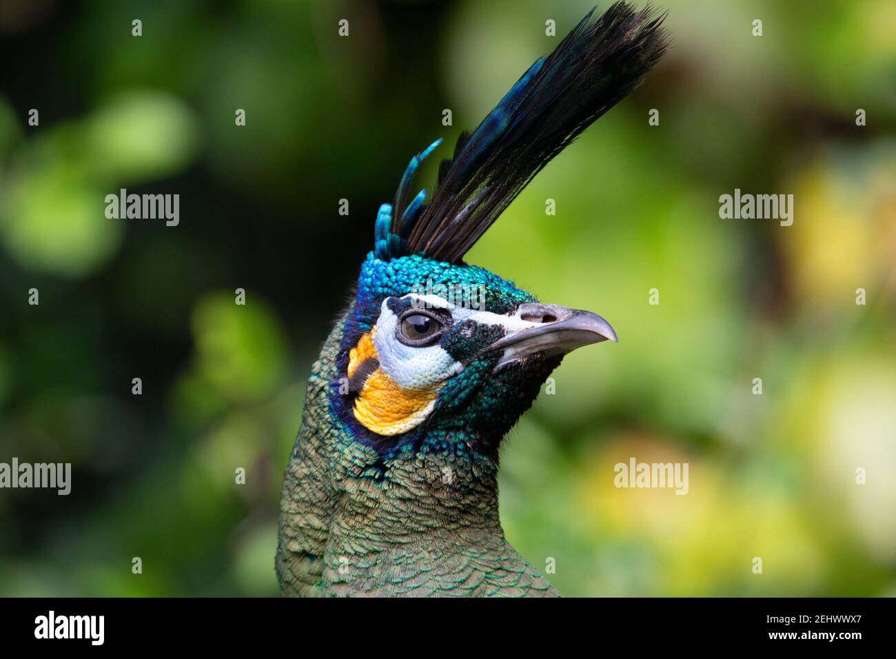 Pavo muticus verde testa di un pavone verde con una cresta blu pallida testa verde e guance d'oro con sfondo verde naturale Foto Stock