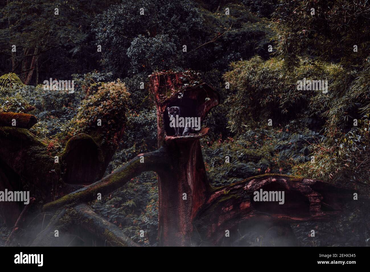 Panther / jaguar melanistico in alberi e foreste Foto Stock