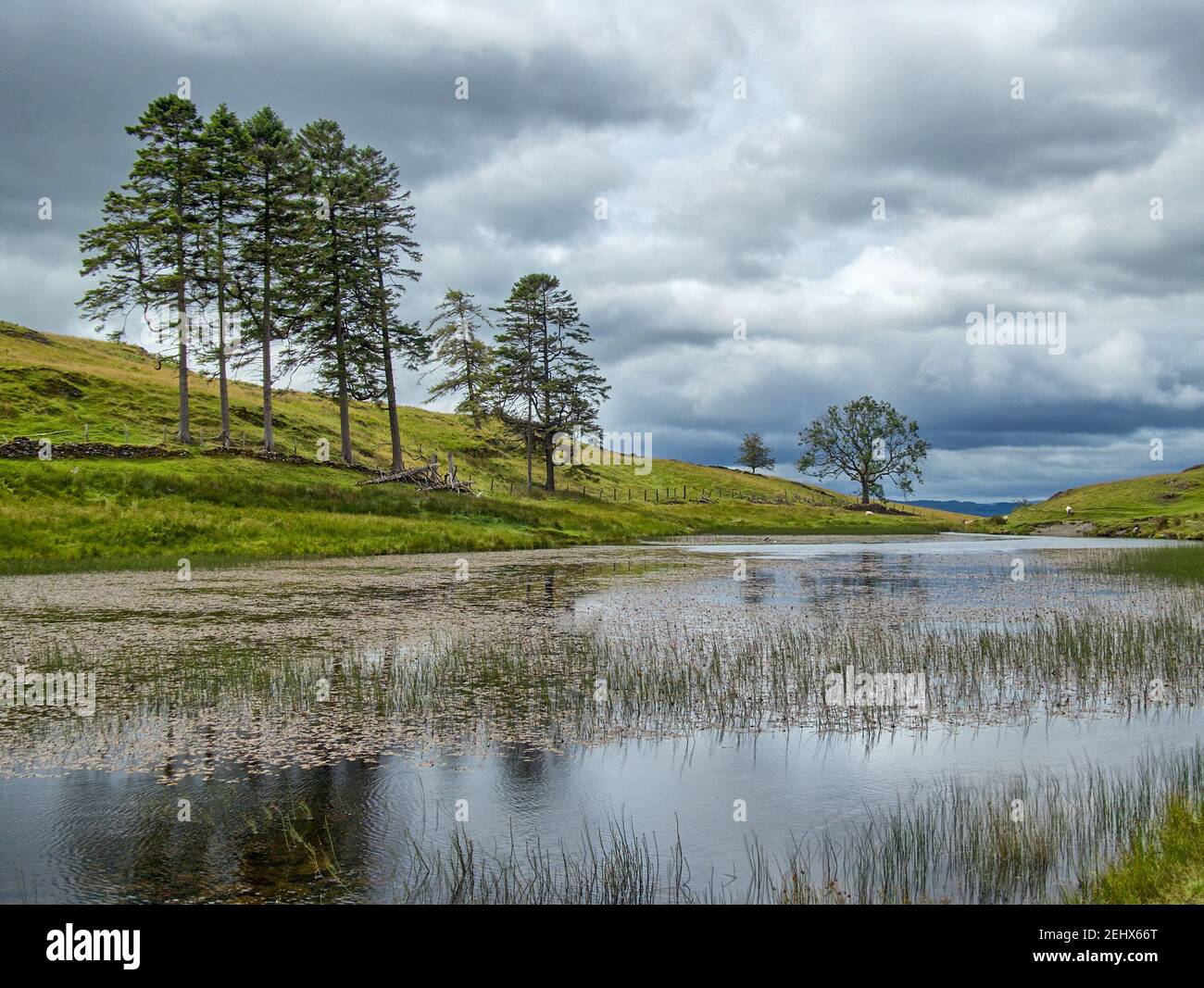 Una vista di School Knot Tarn: Un piccolo corpo d'acqua nel Distretto Inglese del Lago Foto Stock