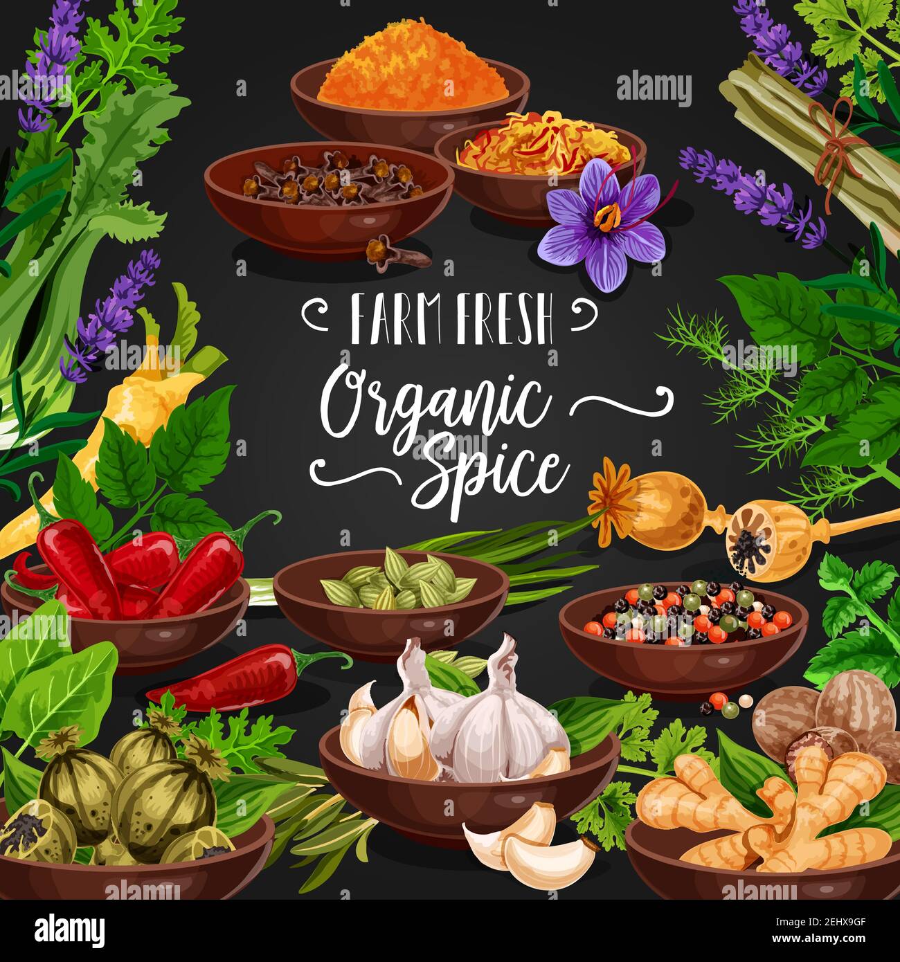 Poster di erbe e spezie o condimenti. Rosmarino e timo, basilico, aneto e prezzemolo, papavero, curry e lavanda o menta, cannella, chi rossi Illustrazione Vettoriale