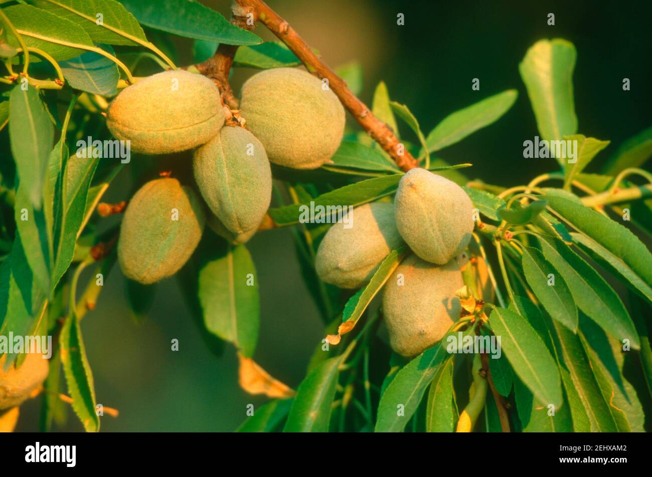 Primo piano di mandorle mature su mandorle (Prunus dulcis) Foto Stock