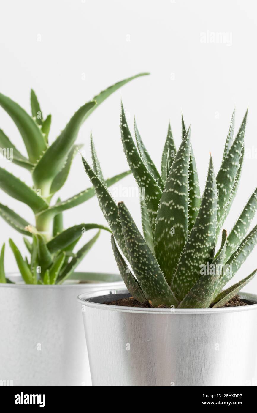 Montatura quadrata bianca con accessori per l'area di lavoro e un'aloe vera su un tavolo bianco. Foto Stock