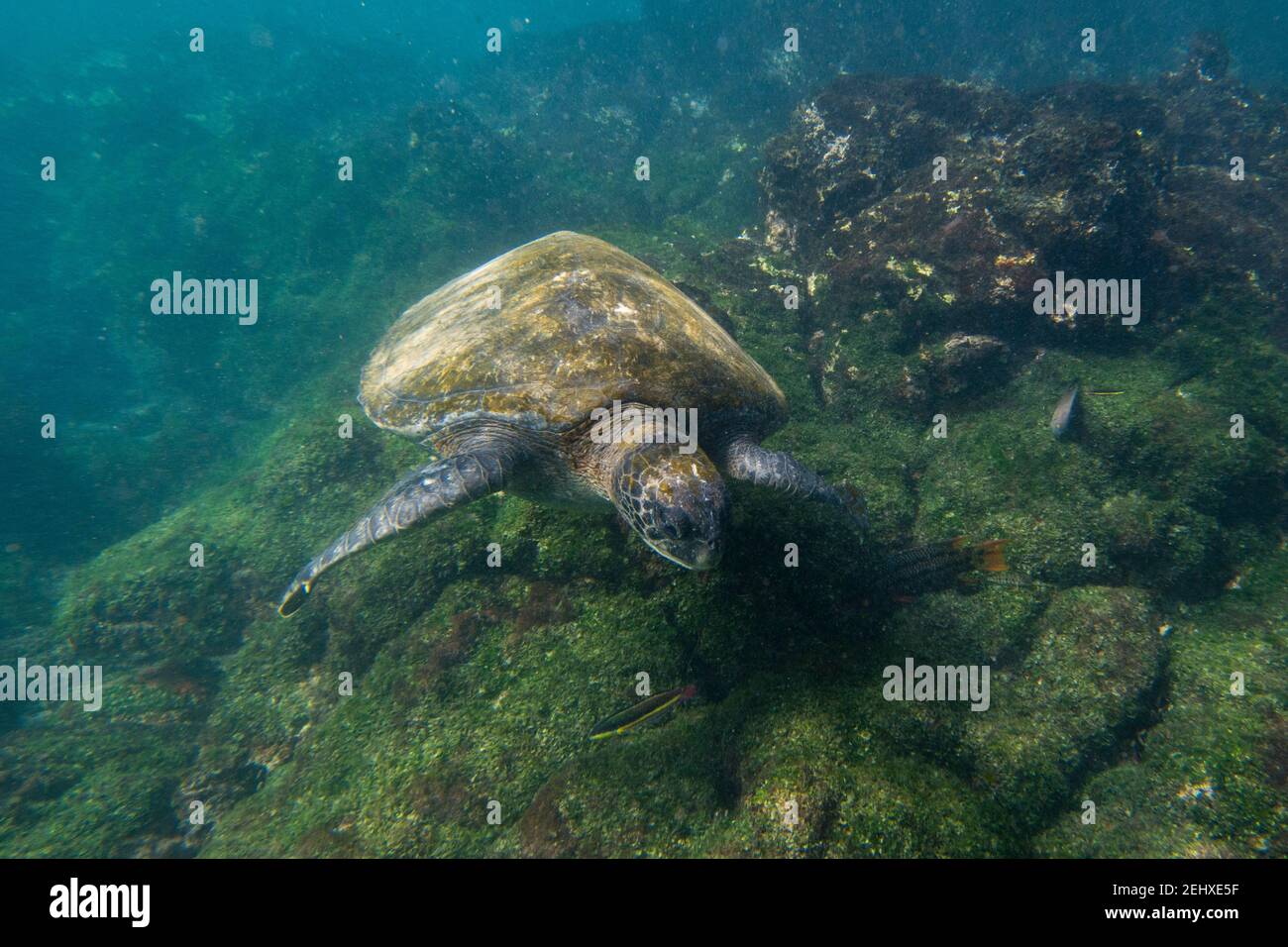 Tartaruga marina verde del Pacifico (Chelonia mydas agassizi), Baia degli uffici postali, Isola di Floreana, Isole Galapagos, Ecuador. Foto Stock