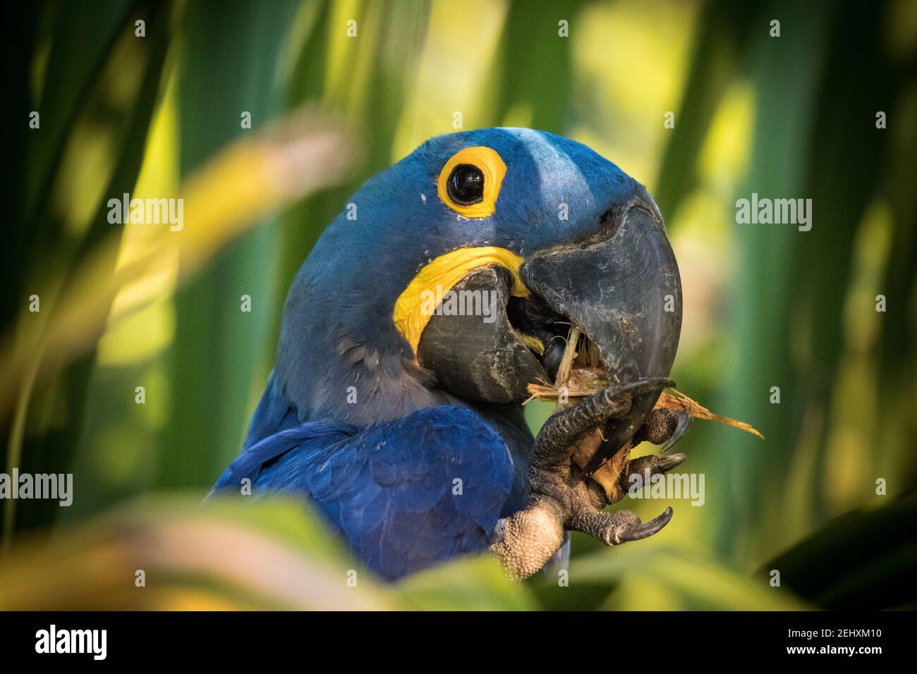 Giacinto Macaw nel Pantanal settentrionale del Brasile, Mato Grosso. Foto Stock