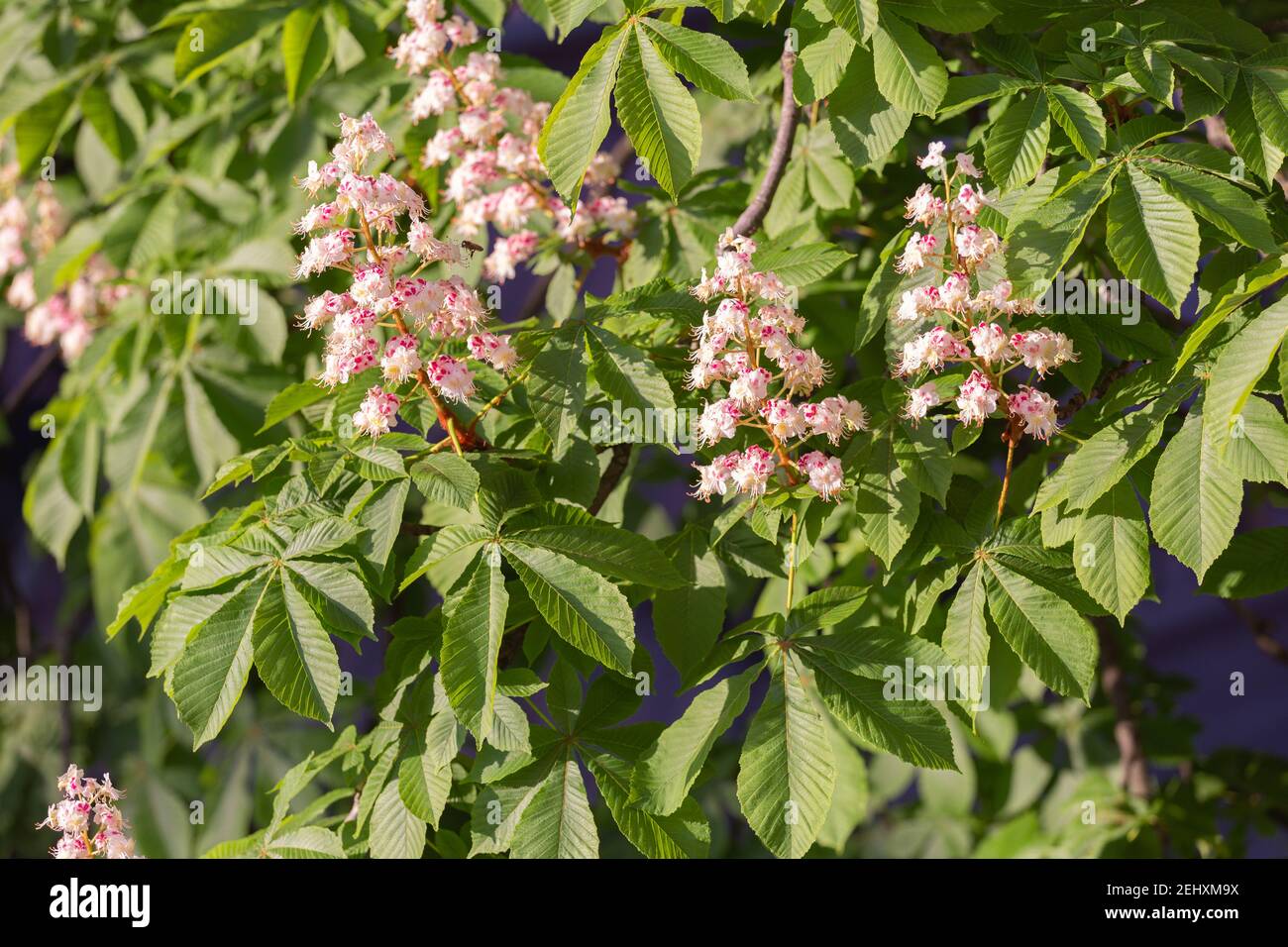 Candela di castagno spagnola su sfondo luminoso. Foglie di esculo hippocastanum Foto Stock