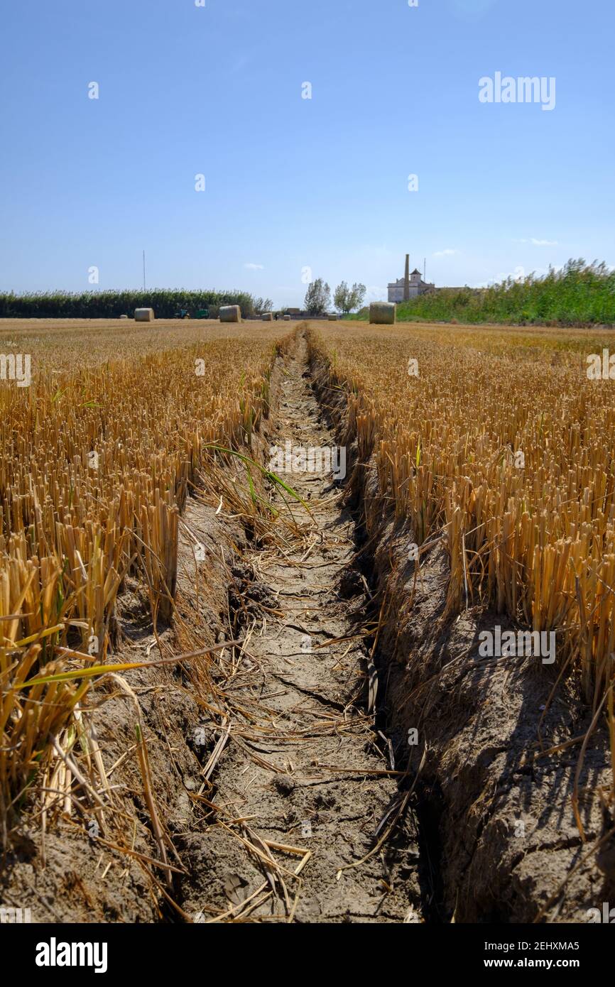 Carreggiata del trattore in un campo di riso raccolto a secco Foto Stock