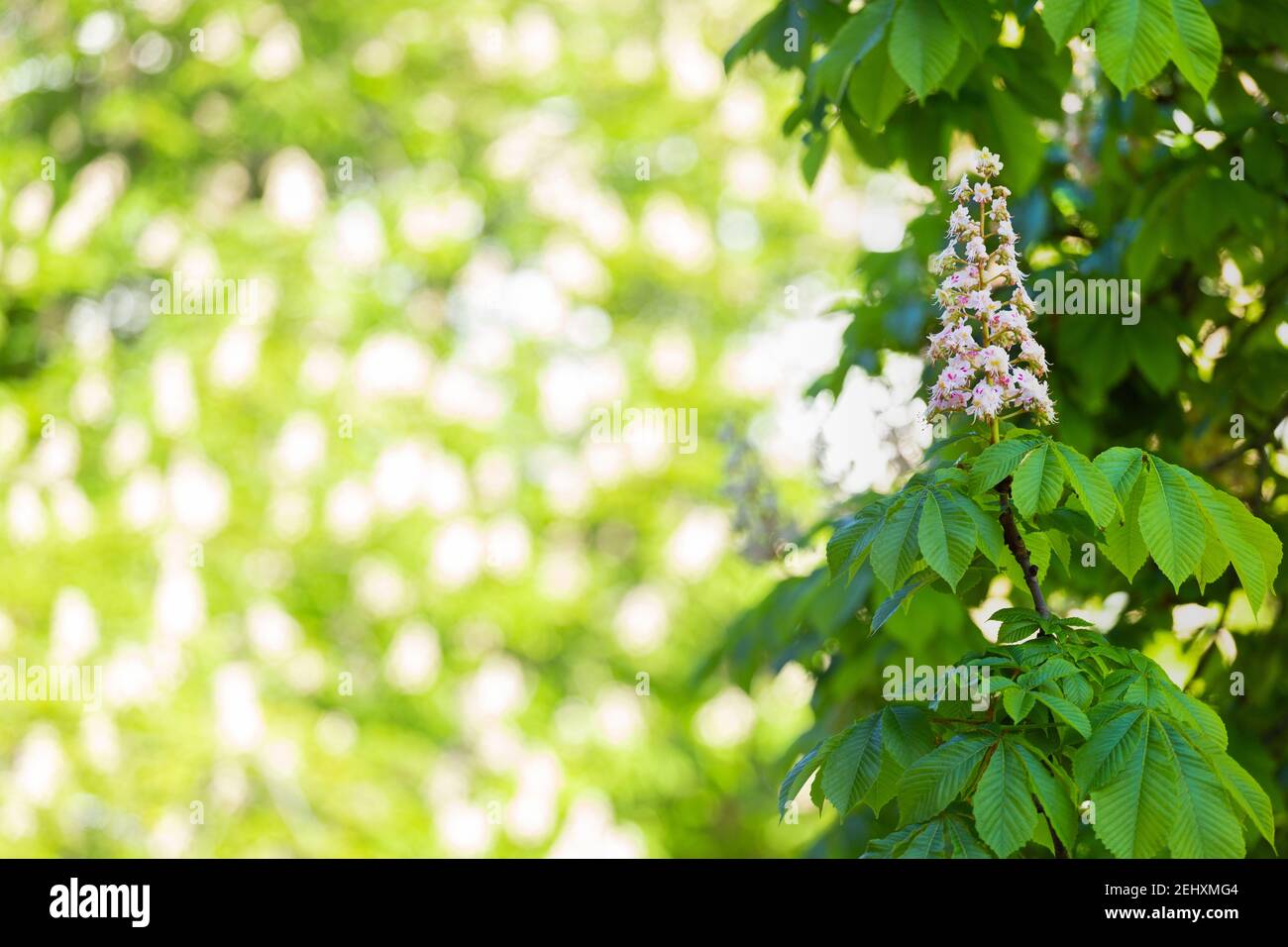 Candela di castagno spagnola su sfondo luminoso. Spazio libero su copyspace. Aesculus hippocastanum Foto Stock