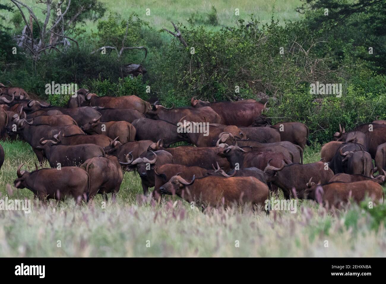 Bufali africani, caffer Syncerus, Tsavo, Kenya. Foto Stock