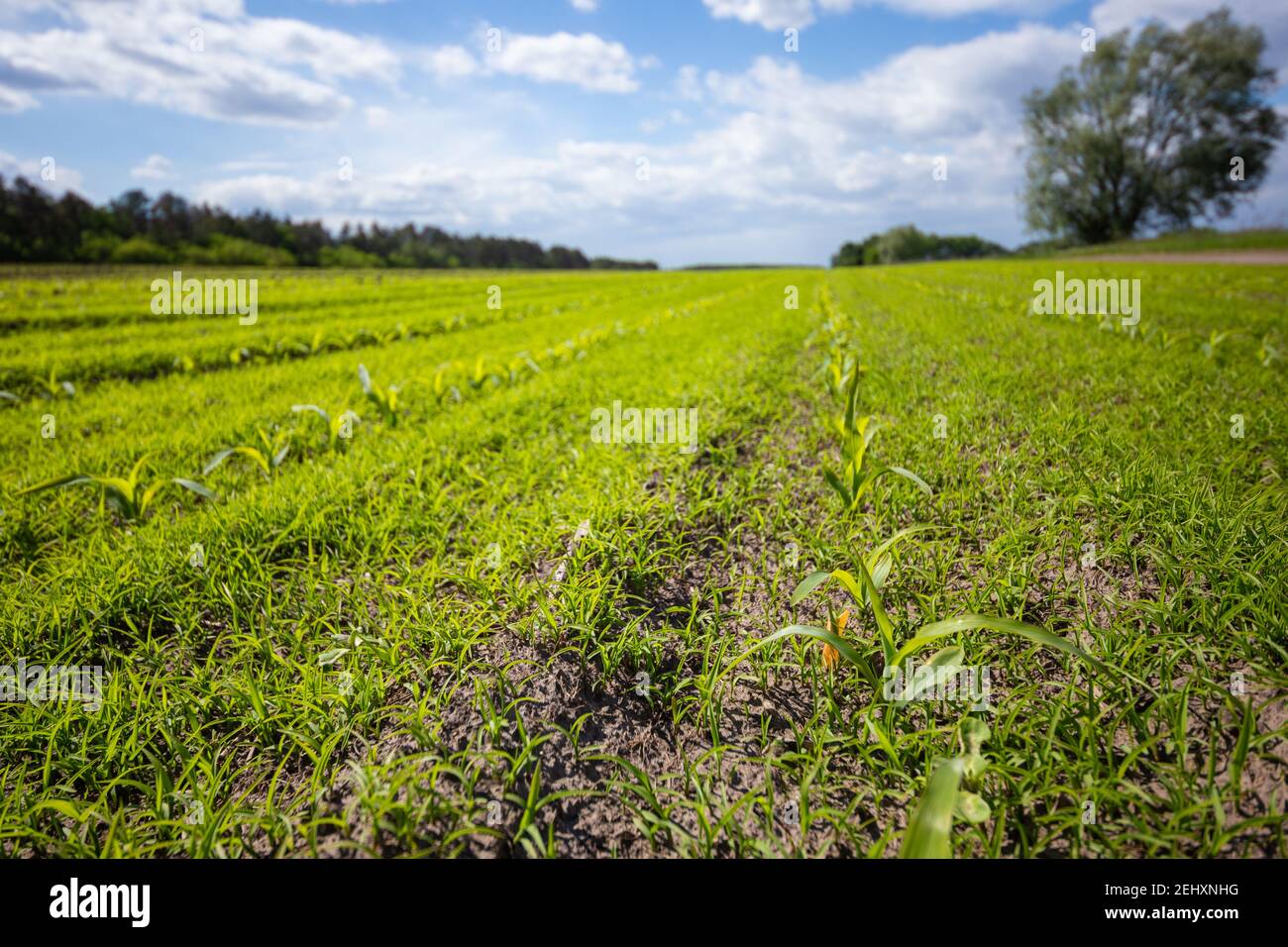 Fila di piantine di mais. Piantagione agricola in primavera. Foto Stock