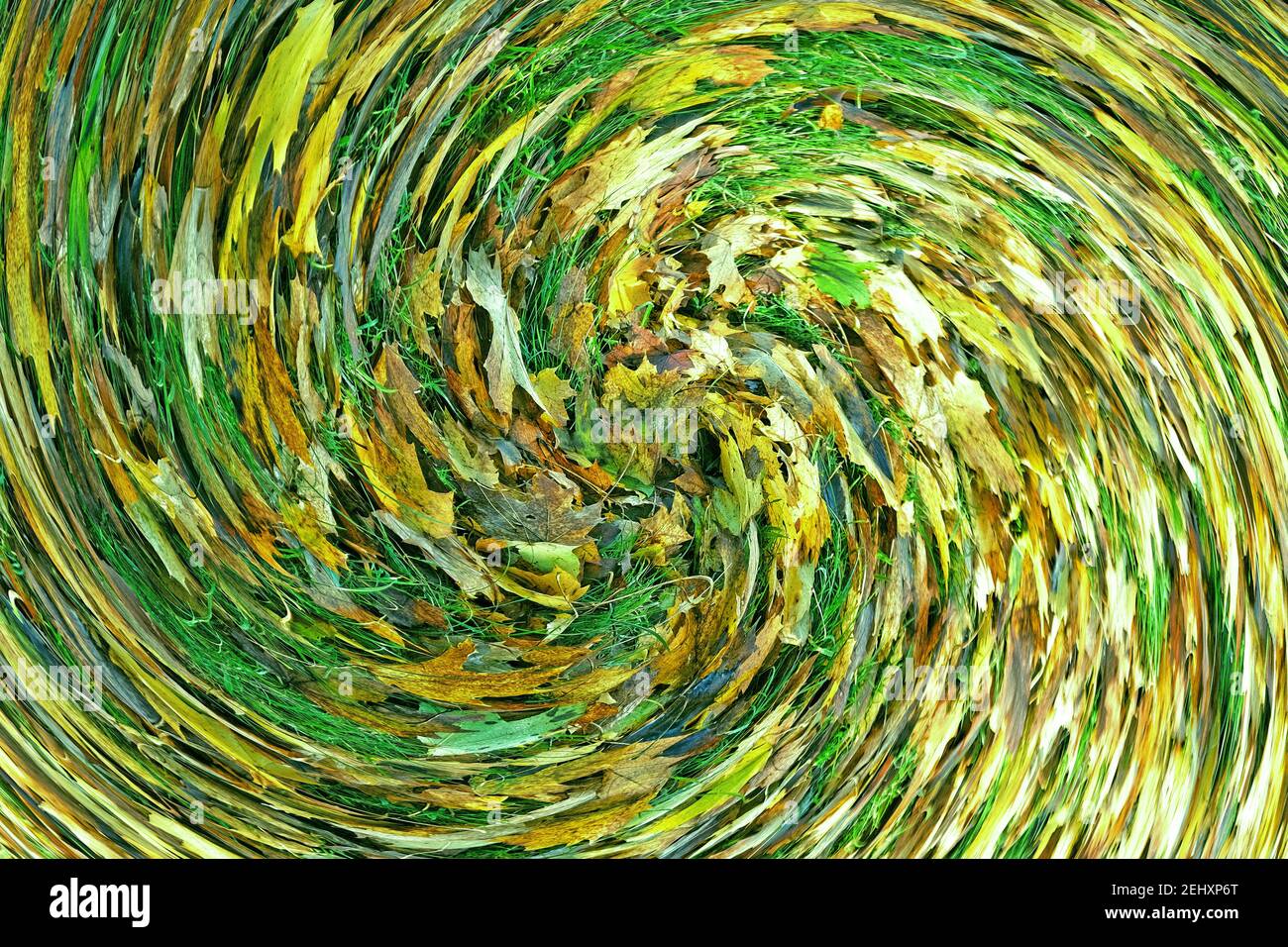 Riassunto: Vortice o spirale di foglie d'autunno tinte verdi che giacciono sull'erba Foto Stock