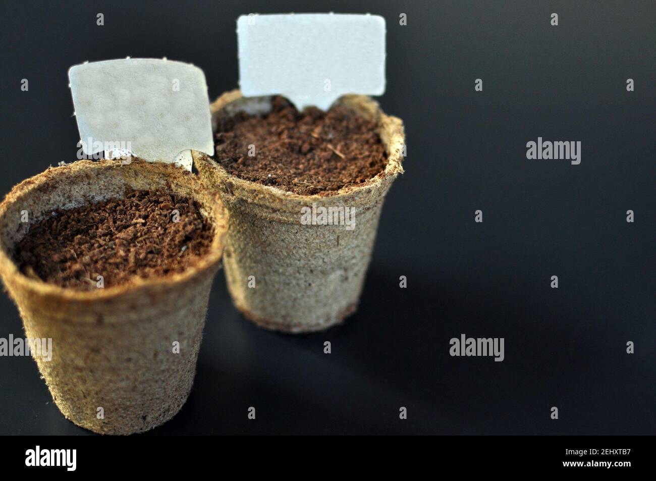 Pentole con suolo per piantare piantine con piastre indicatrici su sfondo nero con spazio di testo Foto Stock