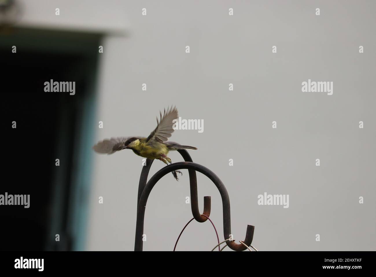 Gli uccelli che si festeggiano a un tavolo a Exmoor Foto Stock