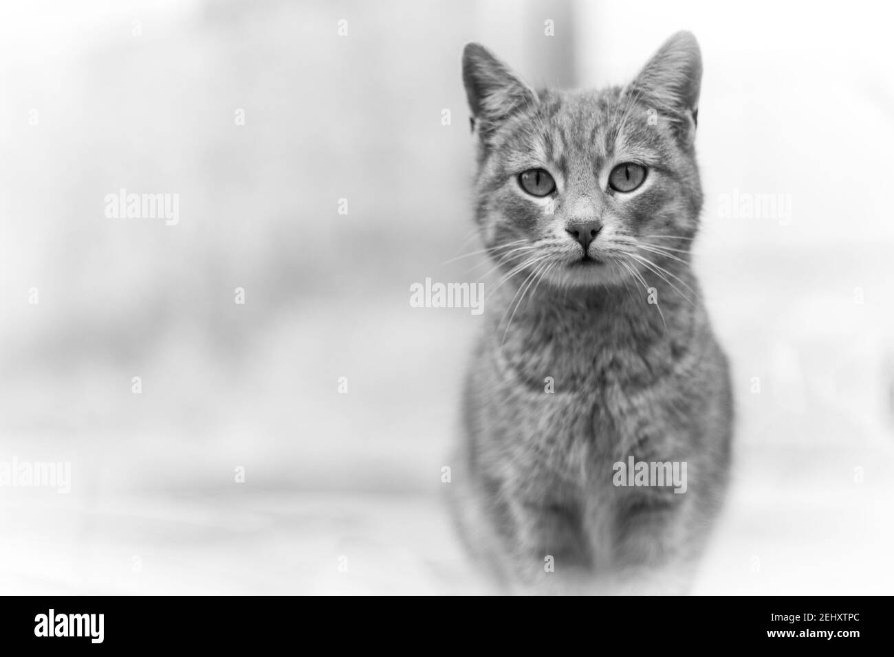 Ritratto del gatto bianco puro con occhi dispari stare in macchina fotografica su sfondo blu chiaro e giallo, vista frontale Foto Stock