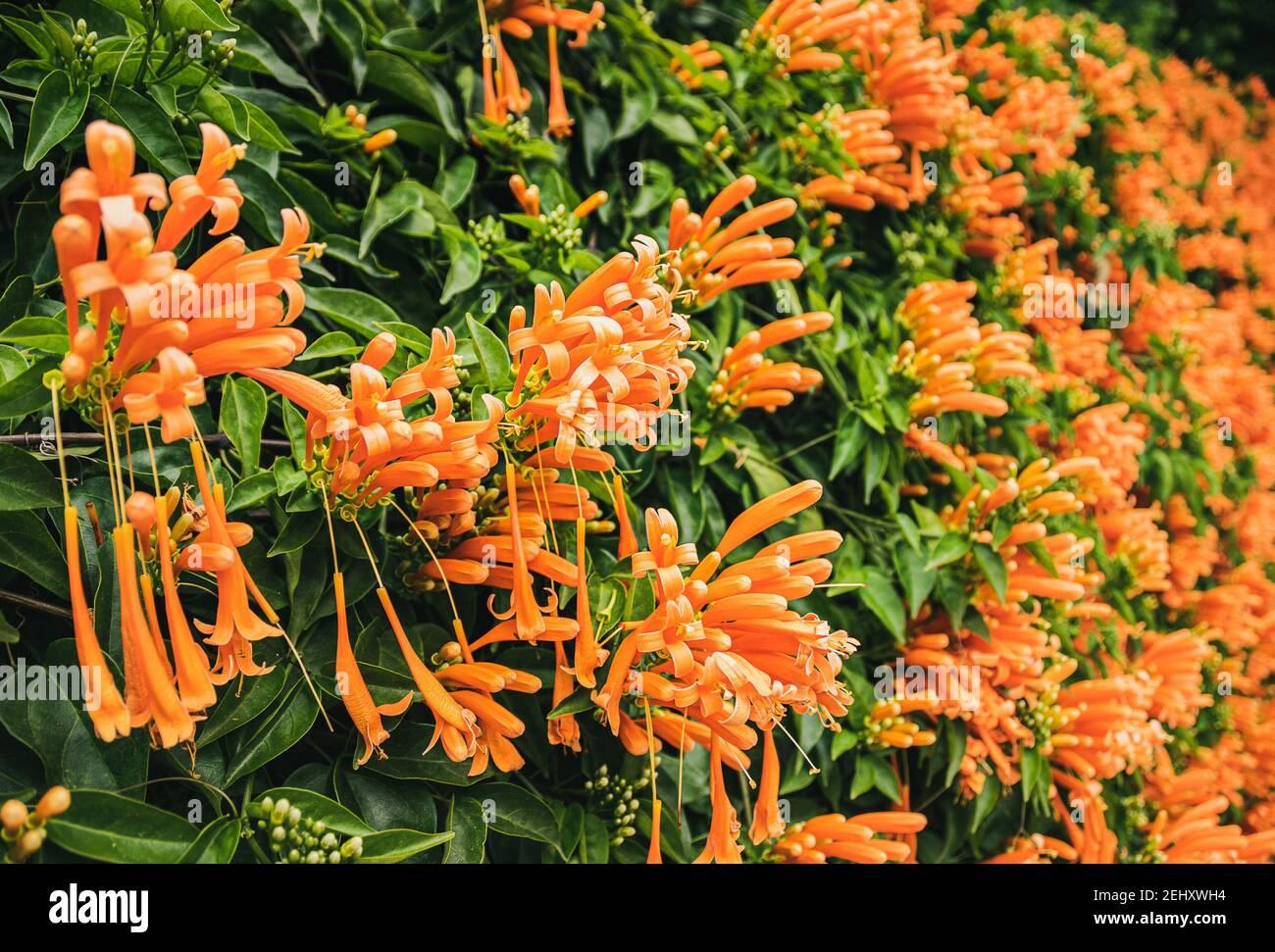 Fiori di honeysuckle arancio che fanno per un backgound floreale piacevole. Foto Stock