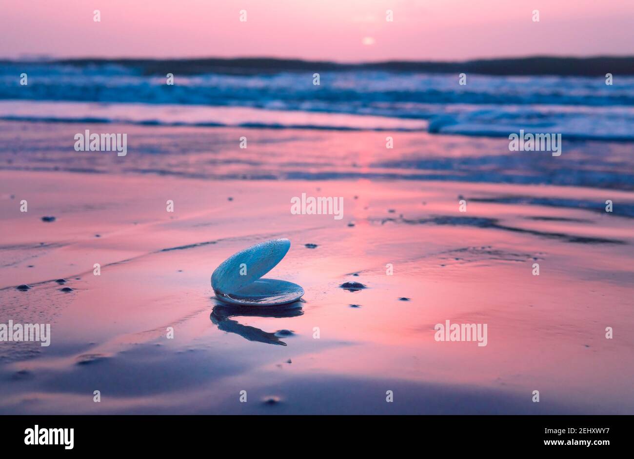 Conchiglia di mare blu e bianco sul mare durante l'ora del sole Foto Stock