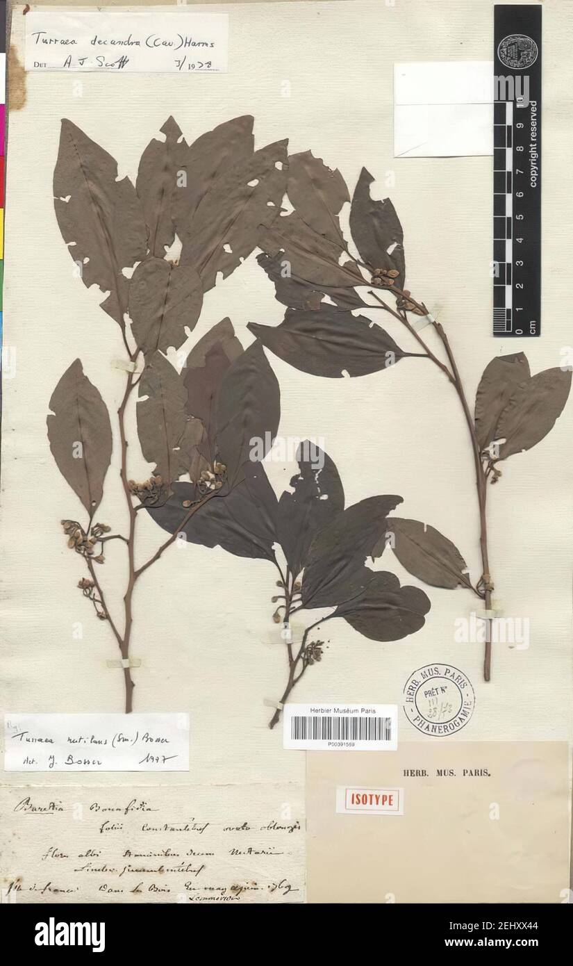 L'isotipo, o campione definente di Turraea rutilans, originariamente chiamato Baretia bonafidia da Commerson. Muséum National d'Histoire naturelle, Parigi (Francia) Collezione: Piante vascolari (P) campione P00391569. Foto Stock