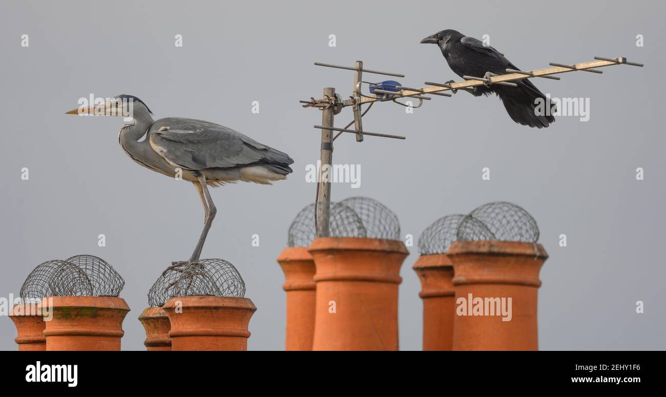 Wimbledon, Londra, Regno Unito. 20 febbraio 2021. Un airone grigio si trova sui vasi del camino sopra una casa suburbana contro un cielo grigio ardesia accompagnato da un corvo su un'antenna televisiva. L'Heron è stato visto più volte perching su vari tetti. Credit: Malcolm Park/Alamy Live News Foto Stock