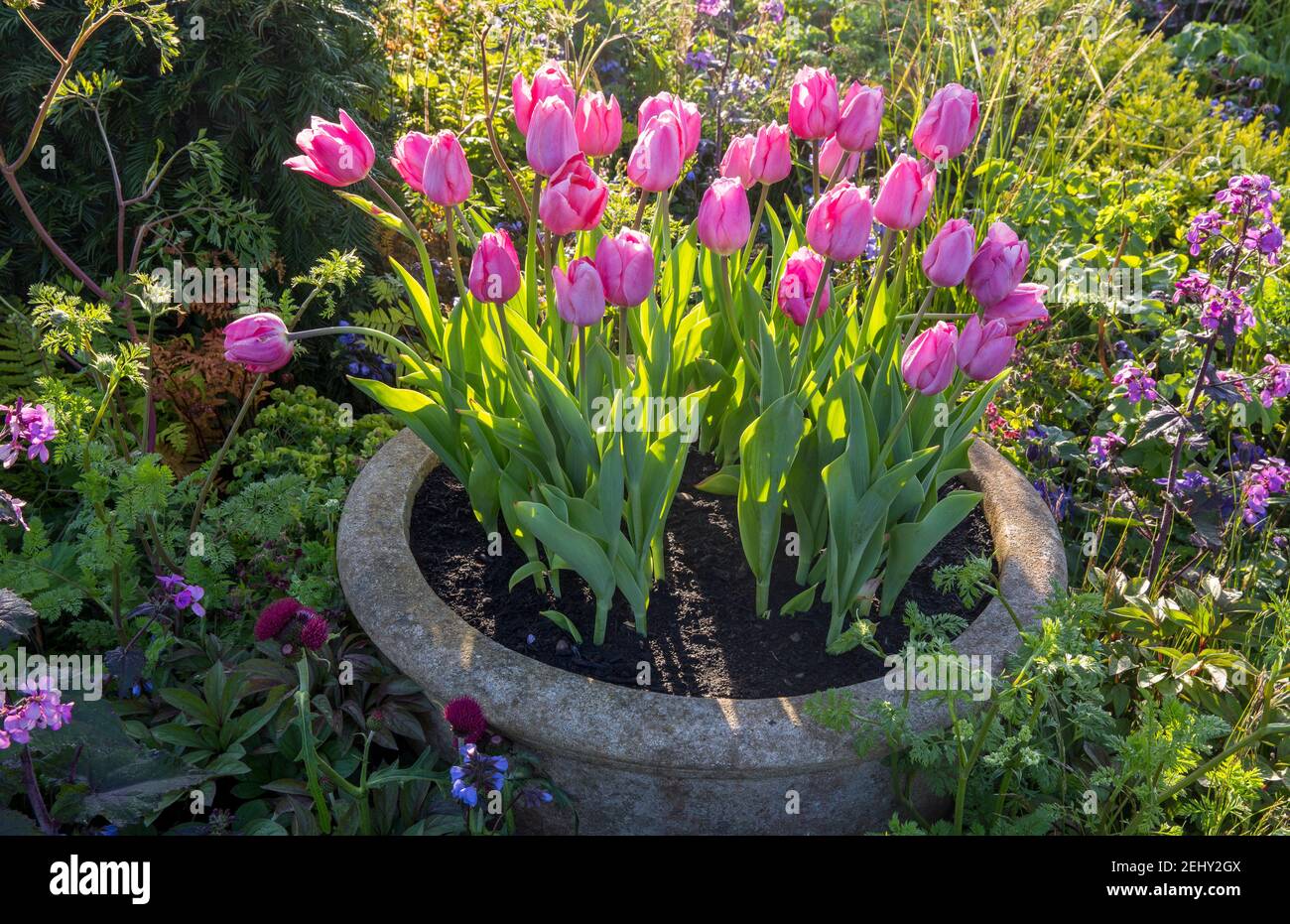 Cottage giardino - Tulip Caresse - tulipani rosa piante in un vecchio contenitore di pietra che pianta trogolo di fiore erbaceo misto Border - Primavera Inghilterra UK GB Foto Stock