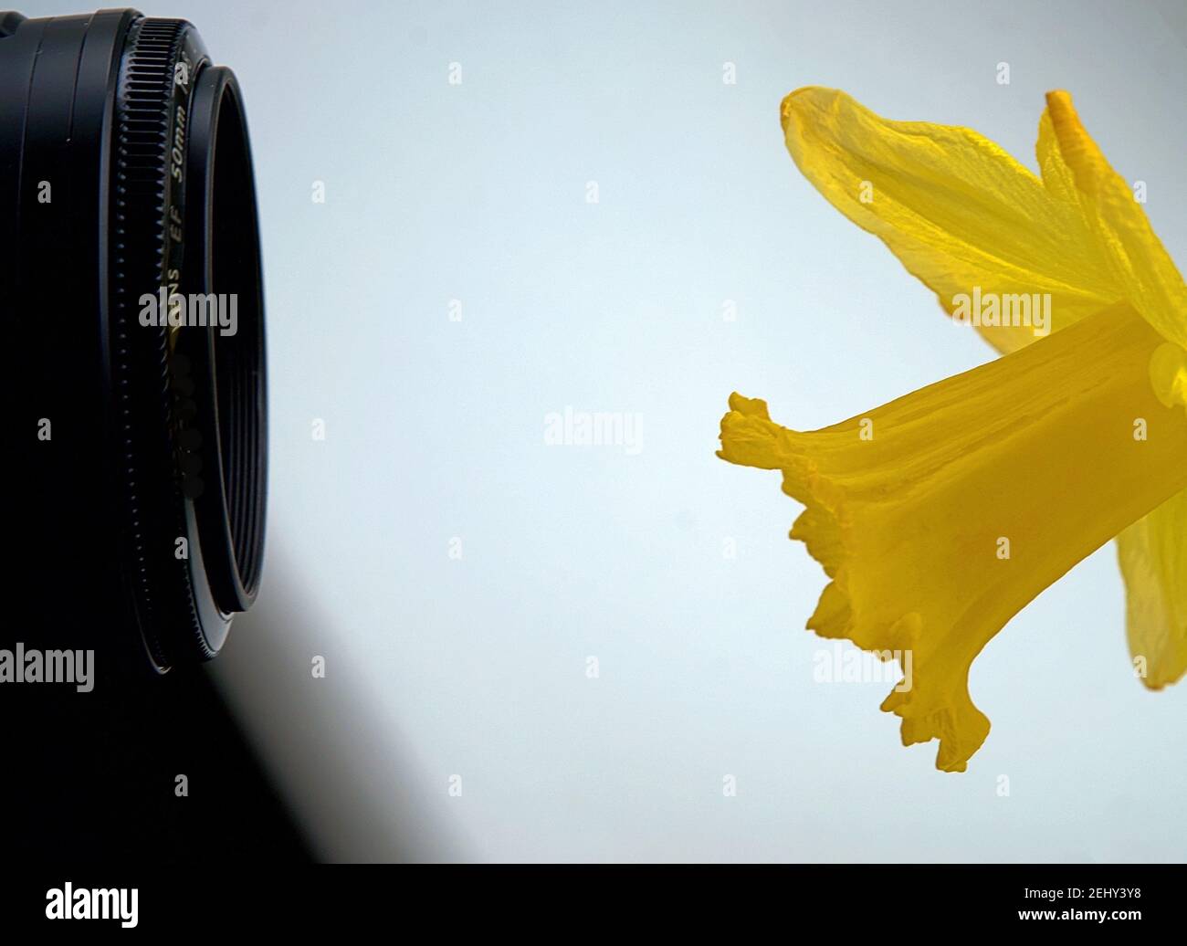 Macro Fotografia primo piano macrofotografia con fotocamera e fiore di daffodil Foto Stock
