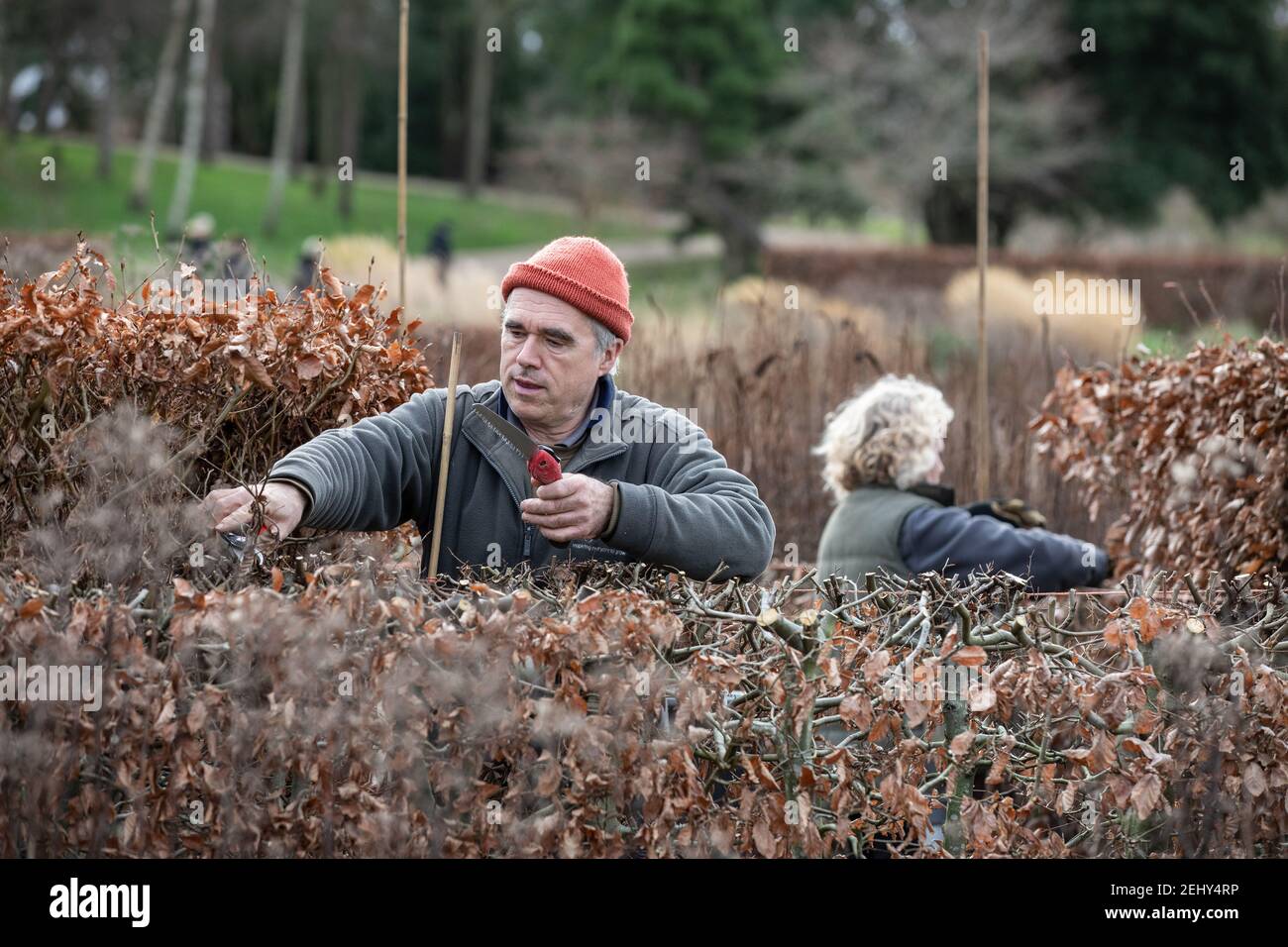 I giardinieri tagliano indietro le siepi di faggio mentre Springtime si avvicina a RHS Garden Wisley, Surrey, Inghilterra, Regno Unito Foto Stock