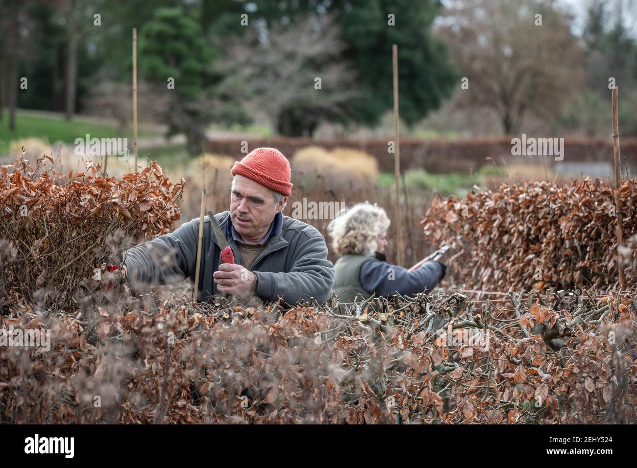 I giardinieri tagliano indietro le siepi di faggio mentre Springtime si avvicina a RHS Garden Wisley, Surrey, Inghilterra, Regno Unito Foto Stock