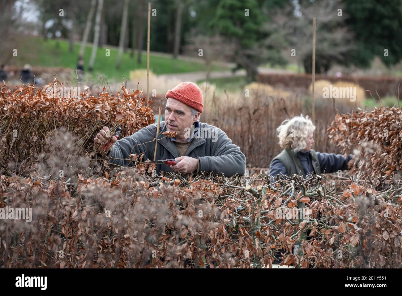 I giardinieri tagliano indietro le siepi di faggio mentre Springtime si avvicina a RHS Garden Wisley, Surrey, Inghilterra, Regno Unito Foto Stock