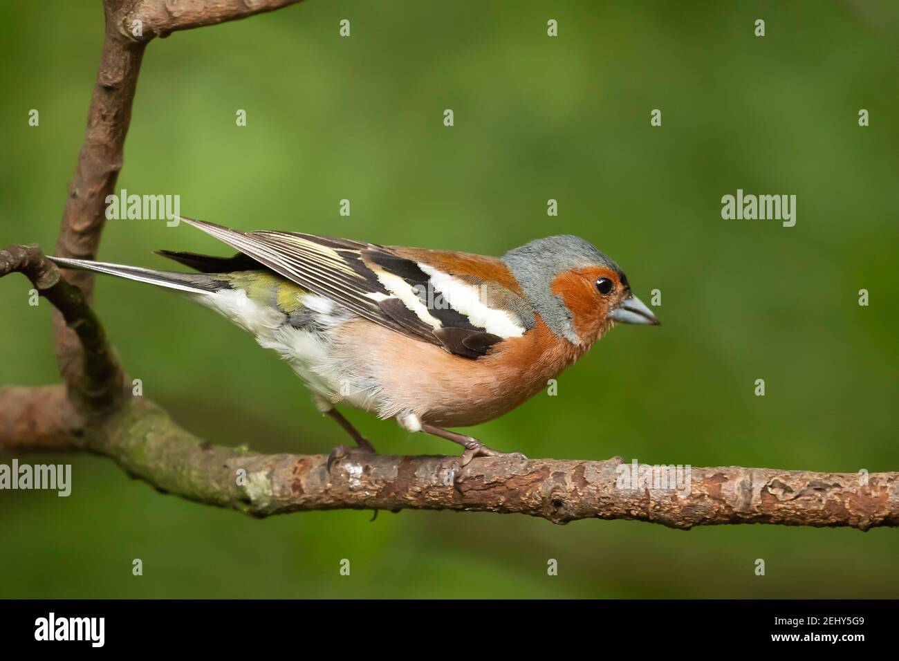 Chaffinch (Fringilla coelebs) maschio da vicino con un cappuccio grigio blu e ruggine rosso sotto le parti, fotografato in Inghilterra Norfolk arroccato su un piccolo ramo. Foto Stock