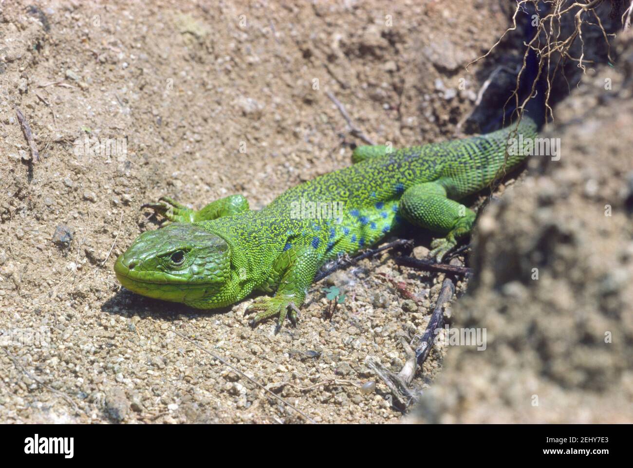 Ocellated Lizard, Timon lepidus. Bagni di sole Foto Stock