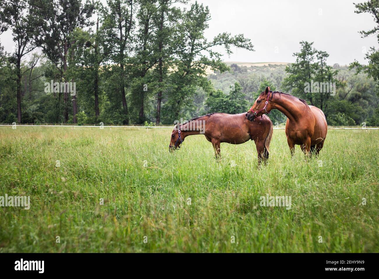Cavalli sul pascolo in pioggia. Cavallo purosangue famiglia pascolo erba su prato. Bestiame di animali domestici in azienda. Foto Stock