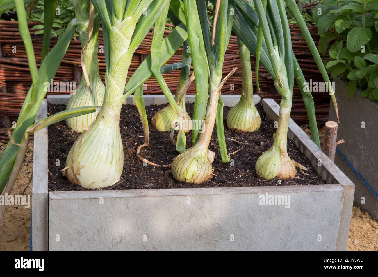 Piccolo orto da cucina con cipolle che crescono in un piccolo orto biologico salvaspazio con cipolle coltivate in vecchie piastrelle di ardesia del Regno Unito Foto Stock