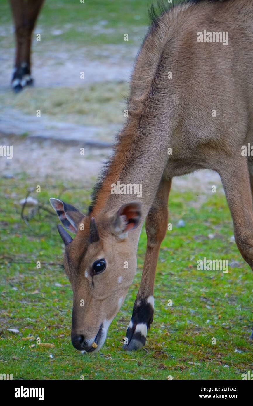 Young Deer sta mangiando erba Stock Foto Stock immagini Stock Immagini Foto Stock