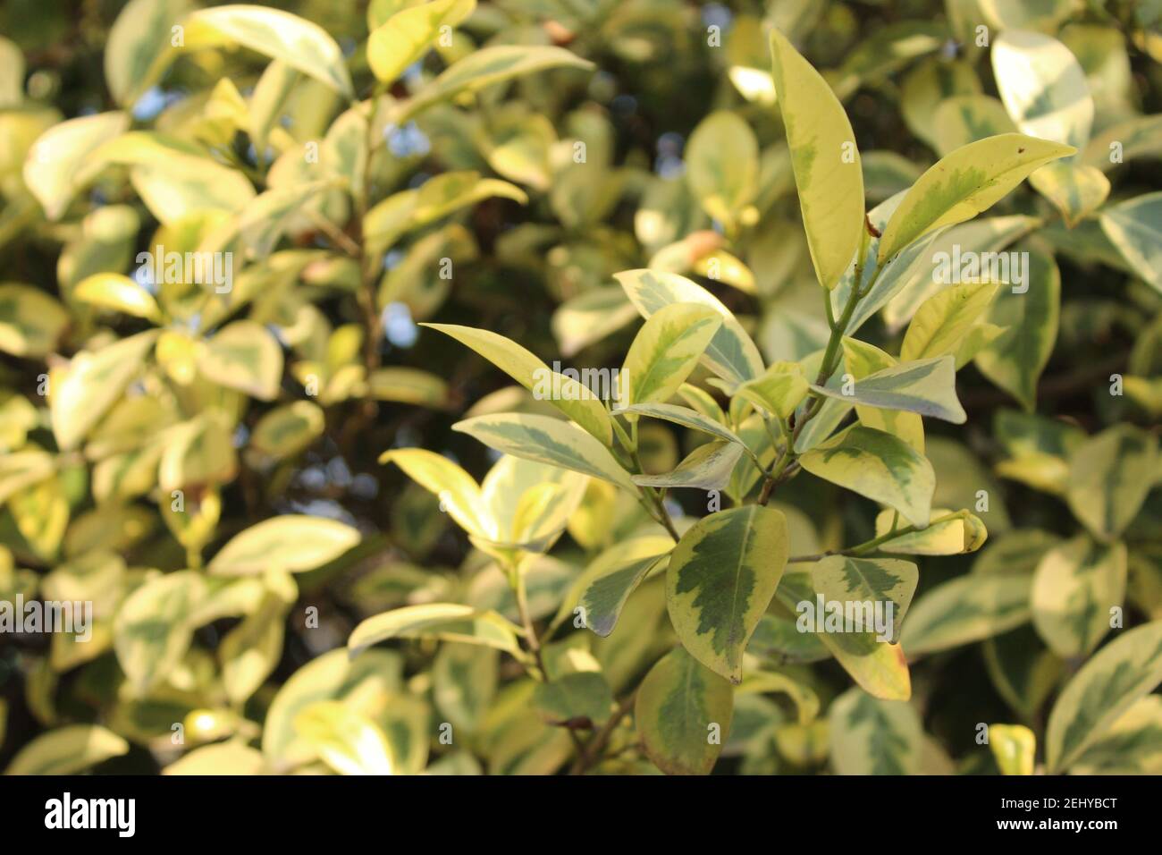 Fuoco selettivo delle foglie Golden Privet Foto Stock