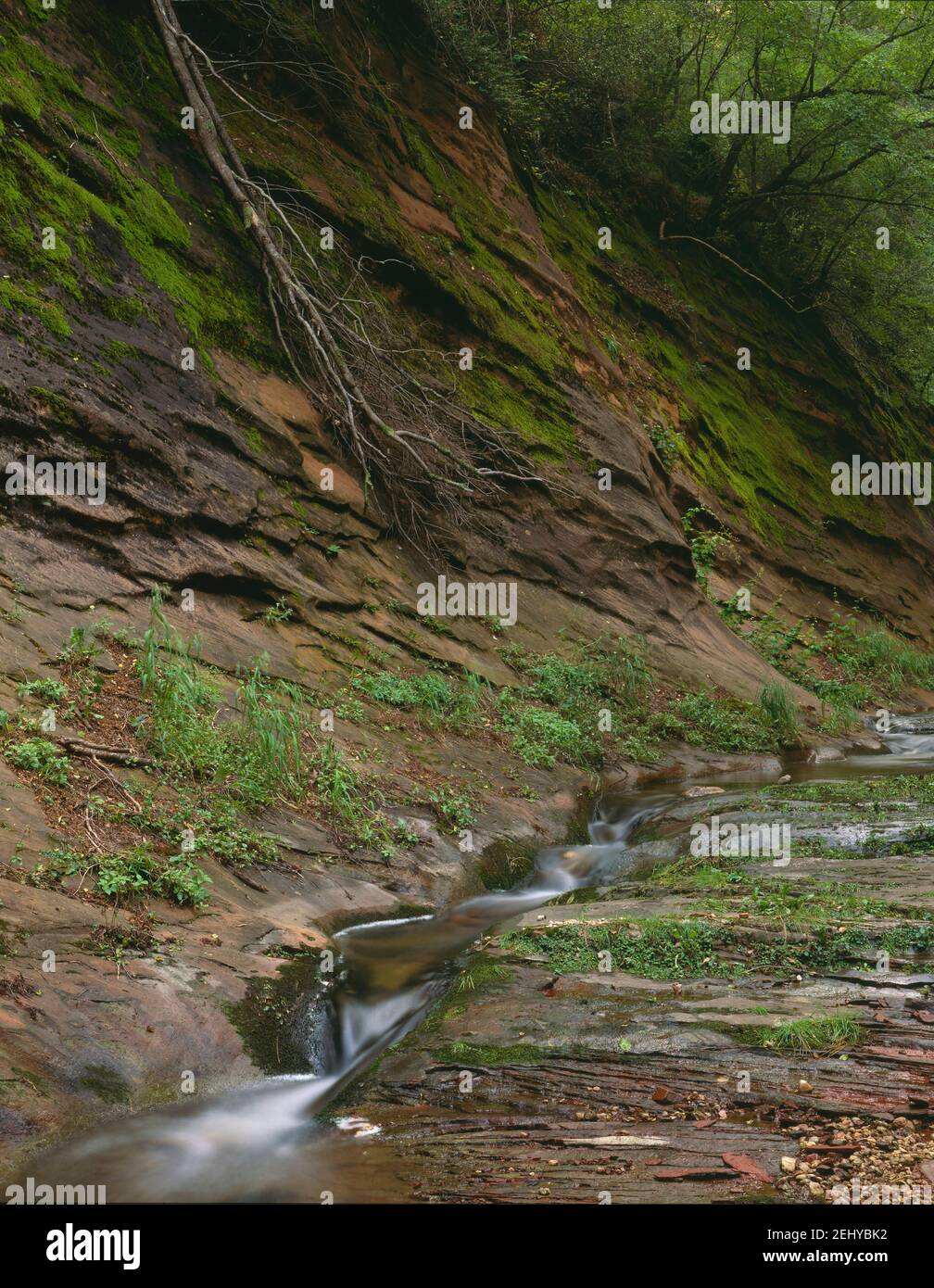 Coconino National Forest AZ / AUG la biforcazione occidentale dei flussi di Oak Creek nasconde una parete ricoperta di muschio di arenaria stratificata. Foto Stock